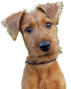 Irish Terrier
