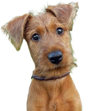 Irish Terrier