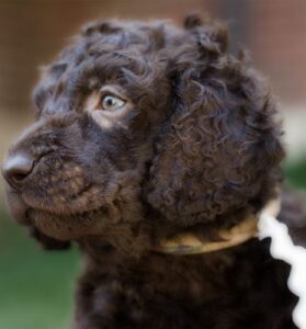 Irish Water Spaniel