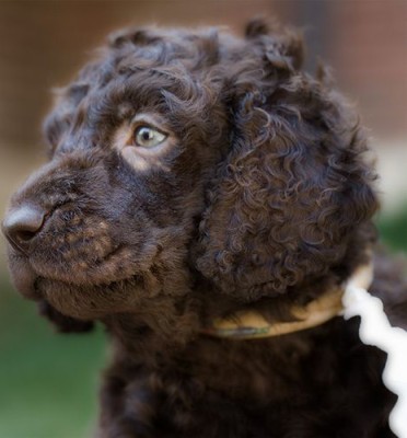 Irish Water Spaniel