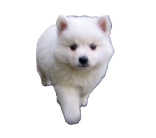 Japanese Spitz
