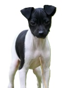 Japanese Terrier