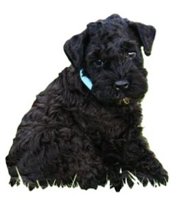 Kerry Blue Terrier