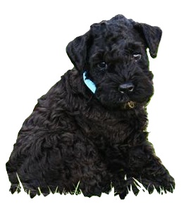 Kerry Blue Terrier