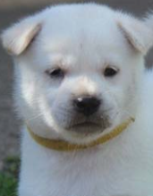 Kishu Ken