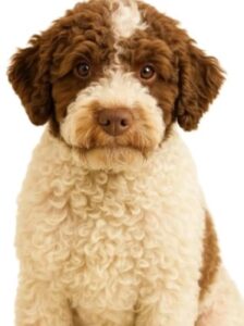Lagotto Romagnolo