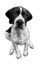 Pointer