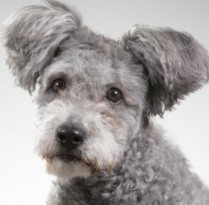 Pumi