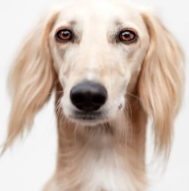 Saluki