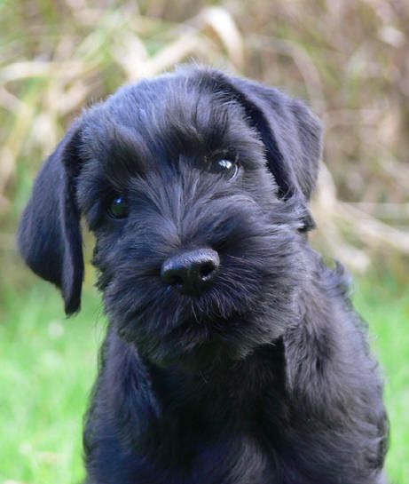 Standard Schnauzer