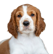 Welsh Springer Spaniel
