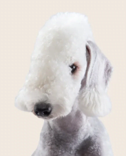 Bedlington Terrier