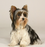 Biewer Terrier 