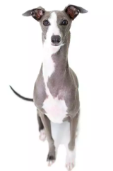 Italian Greyhound